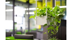 plants can improve energy in the office